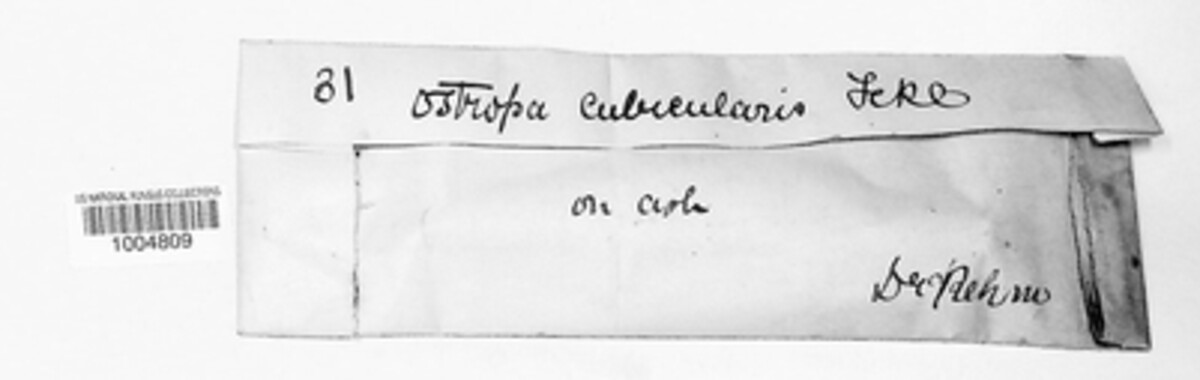 Robergea cubicularis image